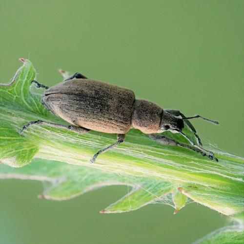 Réf. 233 576 : Tanymecus palliatus